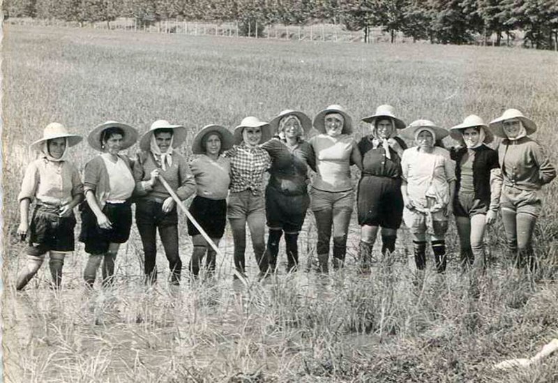 Gruppo di mondine in risaia. Foto degli anni cinquanta